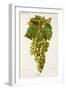 Verjus Grape-J. Troncy-Framed Giclee Print