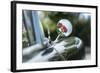 Verl, North Rhine-Westphalia, Germany, Reflection of Rose Blossoms in the Rearview Mirror-Bernd Wittelsbach-Framed Photographic Print