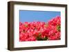 Vermilion Color Azalea-VSARTS-Framed Photographic Print