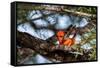 Vermilion flycatcher courtship display, Texas, USA-Karine Aigner-Framed Stretched Canvas