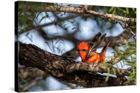 Vermilion flycatcher courtship display, Texas, USA-Karine Aigner-Stretched Canvas