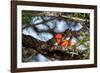 Vermilion flycatcher courtship display, Texas, USA-Karine Aigner-Framed Photographic Print