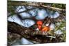 Vermilion flycatcher courtship display, Texas, USA-Karine Aigner-Mounted Photographic Print