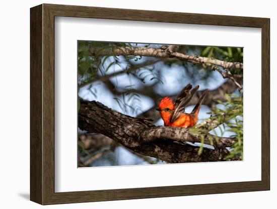 Vermilion flycatcher courtship display, Texas, USA-Karine Aigner-Framed Photographic Print