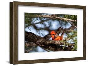 Vermilion flycatcher courtship display, Texas, USA-Karine Aigner-Framed Photographic Print