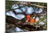 Vermilion flycatcher courtship display, Texas, USA-Karine Aigner-Mounted Photographic Print