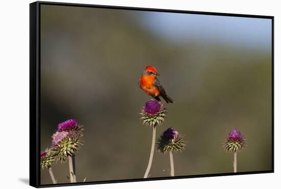 Vermilion Flycatcher (Pyrocephalus Rubinus) Male Perched-Larry Ditto-Framed Stretched Canvas