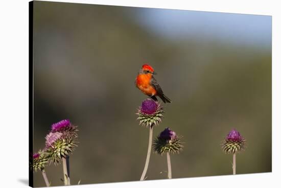 Vermilion Flycatcher (Pyrocephalus Rubinus) Male Perched-Larry Ditto-Stretched Canvas
