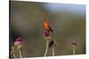 Vermilion Flycatcher (Pyrocephalus Rubinus) Male Perched-Larry Ditto-Stretched Canvas