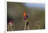 Vermilion Flycatcher (Pyrocephalus Rubinus) Male Perched-Larry Ditto-Framed Photographic Print