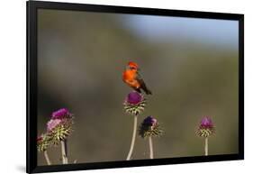 Vermilion Flycatcher (Pyrocephalus Rubinus) Male Perched-Larry Ditto-Framed Photographic Print