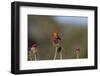 Vermilion Flycatcher (Pyrocephalus Rubinus) Male Perched-Larry Ditto-Framed Photographic Print