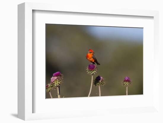 Vermilion Flycatcher (Pyrocephalus Rubinus) Male Perched-Larry Ditto-Framed Photographic Print