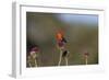 Vermilion Flycatcher (Pyrocephalus Rubinus) Male Perched-Larry Ditto-Framed Photographic Print