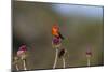 Vermilion Flycatcher (Pyrocephalus Rubinus) Male Perched-Larry Ditto-Mounted Photographic Print