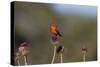 Vermilion Flycatcher (Pyrocephalus Rubinus) Male Perched-Larry Ditto-Stretched Canvas