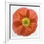 Vermilion Poppy-Dianne Poinski-Framed Art Print