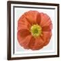 Vermilion Poppy-Dianne Poinski-Framed Art Print