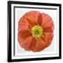 Vermilion Poppy-Dianne Poinski-Framed Art Print