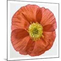 Vermilion Poppy-Dianne Poinski-Mounted Art Print