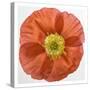 Vermilion Poppy-Dianne Poinski-Stretched Canvas