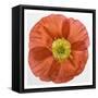 Vermilion Poppy-Dianne Poinski-Framed Stretched Canvas