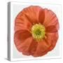 Vermilion Poppy-Dianne Poinski-Stretched Canvas