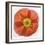 Vermilion Poppy-Dianne Poinski-Framed Art Print