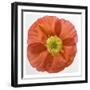 Vermilion Poppy-Dianne Poinski-Framed Art Print