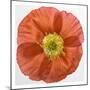 Vermilion Poppy-Dianne Poinski-Mounted Art Print