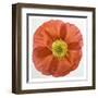 Vermilion Poppy-Dianne Poinski-Framed Art Print