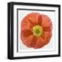 Vermilion Poppy-Dianne Poinski-Framed Art Print