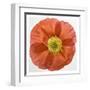 Vermilion Poppy-Dianne Poinski-Framed Art Print