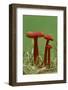 Vermilion waxcap fungi Buckinghamshire, England, UK, September-Andy Sands-Framed Photographic Print