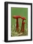 Vermilion waxcap fungi Buckinghamshire, England, UK, September-Andy Sands-Framed Photographic Print