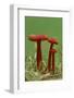 Vermilion waxcap fungi Buckinghamshire, England, UK, September-Andy Sands-Framed Photographic Print