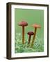 Vermillion Waxcap Group of three toadstools, England-Andy Sands-Framed Photographic Print