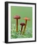 Vermillion Waxcap Group of three toadstools, England-Andy Sands-Framed Photographic Print