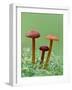 Vermillion Waxcap Group of three toadstools, England-Andy Sands-Framed Photographic Print