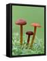 Vermillion Waxcap Group of three toadstools, England-Andy Sands-Framed Stretched Canvas