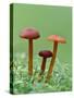 Vermillion Waxcap Group of three toadstools, England-Andy Sands-Stretched Canvas