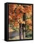 Vermont, a Sugar Maple Tree, Acer Saccharum-Christopher Talbot Frank-Framed Stretched Canvas