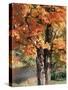 Vermont, a Sugar Maple Tree, Acer Saccharum-Christopher Talbot Frank-Stretched Canvas