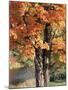 Vermont, a Sugar Maple Tree, Acer Saccharum-Christopher Talbot Frank-Mounted Photographic Print