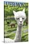 Vermont - Alpaca Scene-Lantern Press-Stretched Canvas