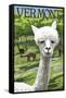 Vermont - Alpaca Scene-Lantern Press-Framed Stretched Canvas