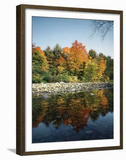 Vermont, Autumn Colors of Sugar Maple Trees Along a Stream-Christopher Talbot Frank-Framed Premium Photographic Print