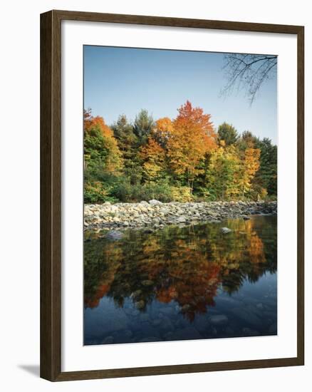 Vermont, Autumn Colors of Sugar Maple Trees Along a Stream-Christopher Talbot Frank-Framed Premium Photographic Print