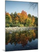 Vermont, Autumn Colors of Sugar Maple Trees Along a Stream-Christopher Talbot Frank-Mounted Premium Photographic Print