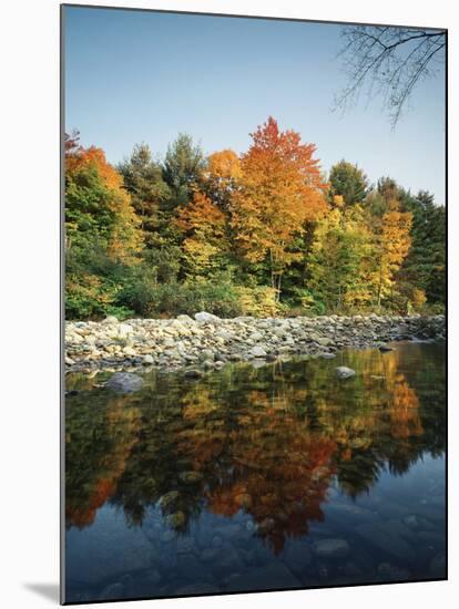 Vermont, Autumn Colors of Sugar Maple Trees Along a Stream-Christopher Talbot Frank-Mounted Premium Photographic Print